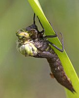 Southern Hawker