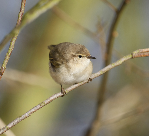Siberian Chiffchaff
