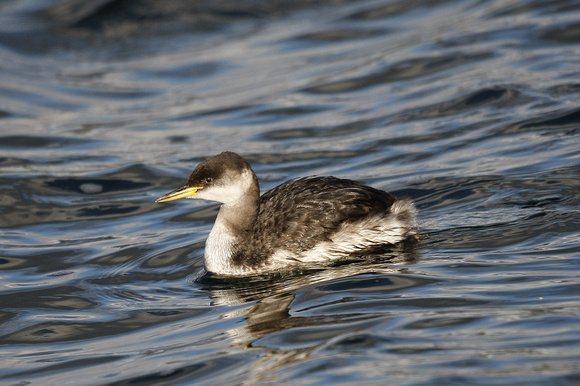 Red-necked Grebe
