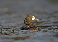 Harlequin Duck