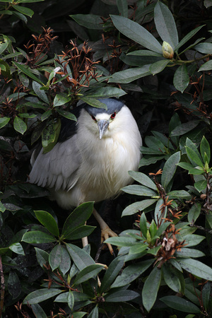Night Heron