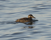 Surf Scoter