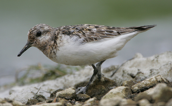 Sanderling