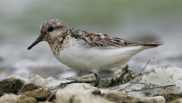 Sanderling