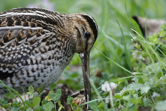 Great Snipe