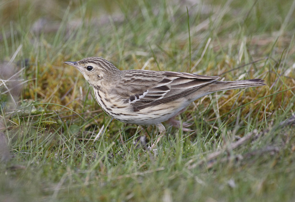 Tree Pipit