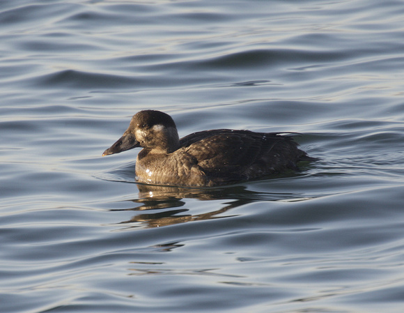 Surf Scoter