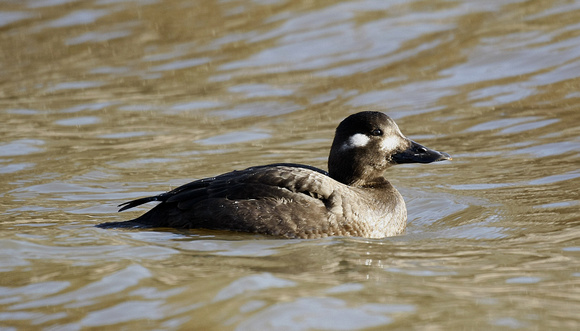 Velvet Scoter