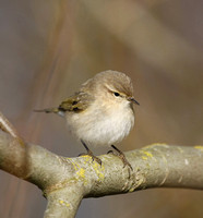 Siberian Chiffchaff