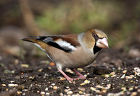 Hawfinch