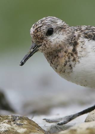 Sanderling