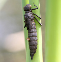 The Birth of a Dragonfly