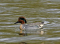 Green-winged Teal