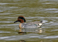 Green-winged Teal