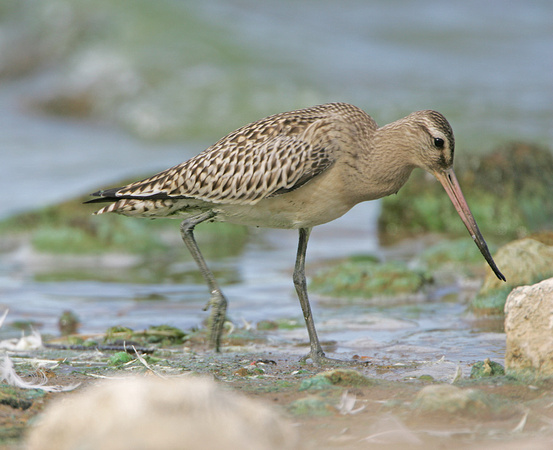 Bar-tailed Godwit