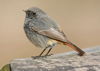 Black Redstart