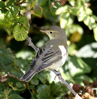 Icterine Warbler