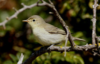 Icterine Warbler