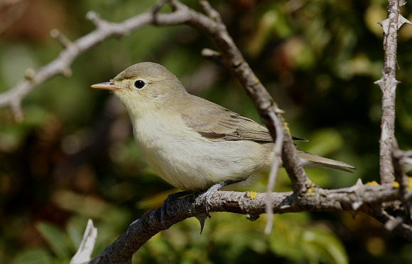 Icterine Warbler