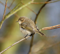 Siberian Chiffchaff