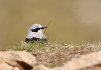 Northern Wheatear