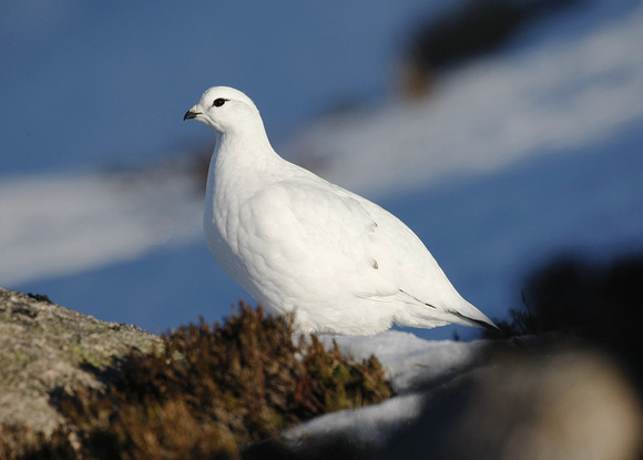 Ptarmigan
