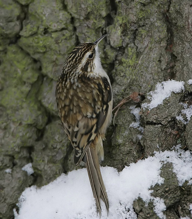Treecreeper