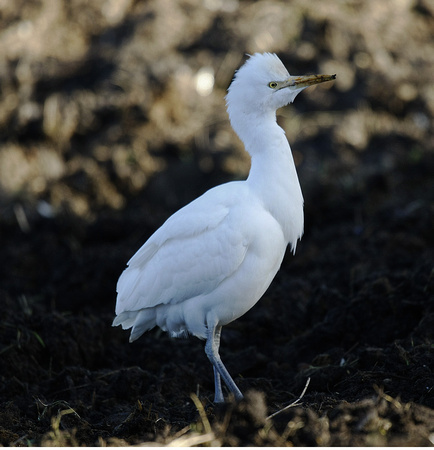 Cattle Egret