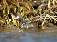 Harlequin Duck