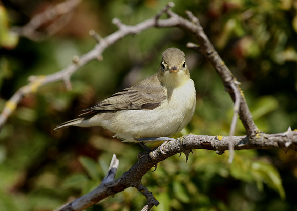 Icterine Warbler
