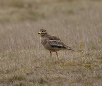 Stone Curlew