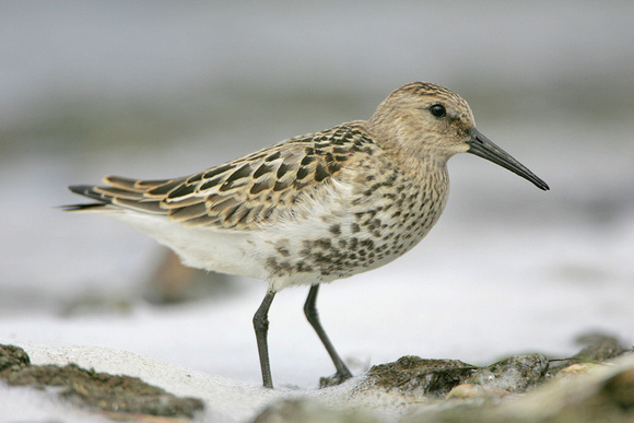 Dunlin