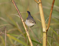 Dusky Warbler