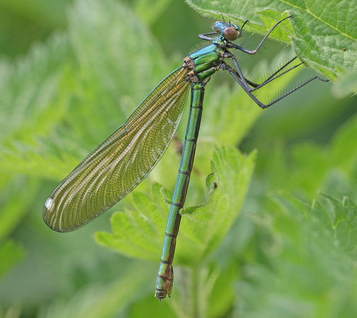 Banded Demoiselle