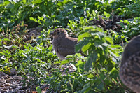 Collared Pratincole