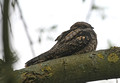 Nightjar