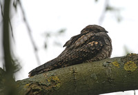 Nightjar