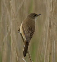 Great Reed Warbler