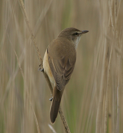 Great Reed Warbler