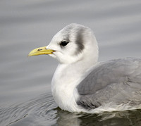 Kittiwake