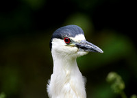 Night Heron 2017