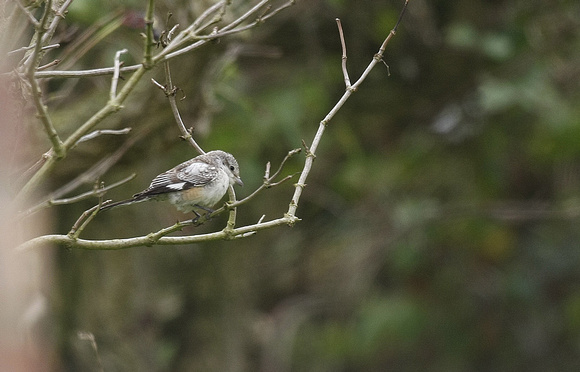 Masked Shrike