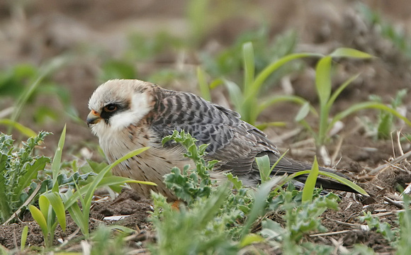 Red-footed Falcon