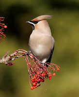 Waxwing