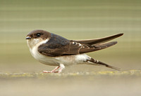 House Martin