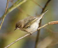 Siberian Chiffchaff