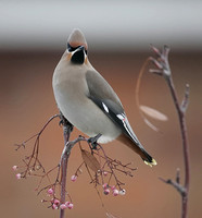 Waxwing