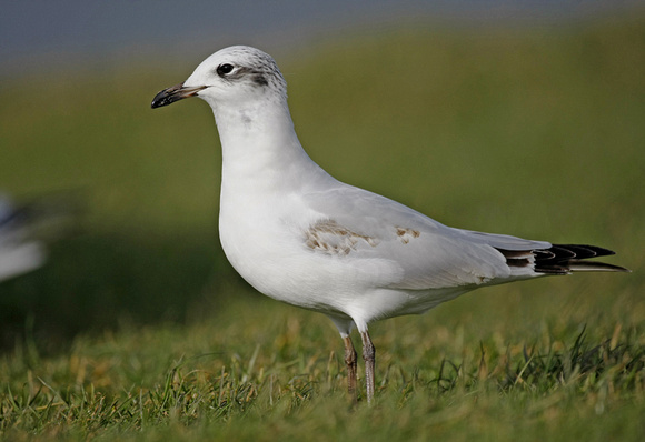 Mediterranean Gull