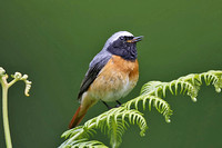 Common Redstart