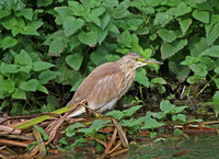 Squacco Heron